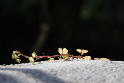 Close-up of insect on ground