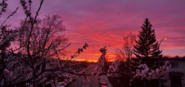 Silhouette trees and plants against sky during sunset