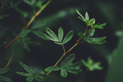 Close-up of plant leaves