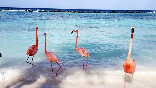 View of birds in sea against sky