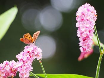 flowering plant