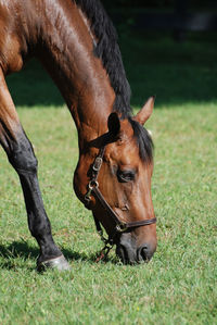 Big grass field with a grazing warmblood horse on a summer day.