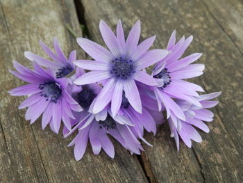 High angle view of purple flowering plant on wood