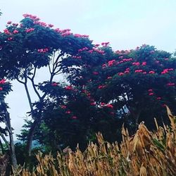 Low angle view of pink flowers against clear sky