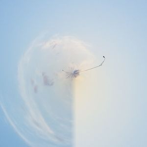 Low angle view of dandelion against blue sky