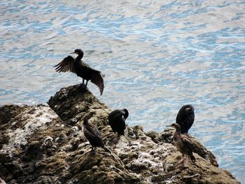 Bird perching on rock by lake