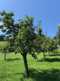 Trees on field against clear blue sky