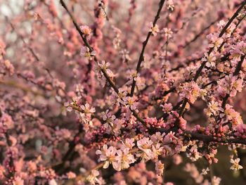 Close-up of cherry blossom