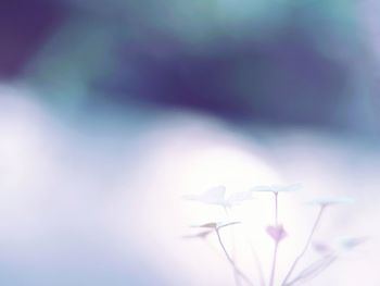 Low angle view of flowers