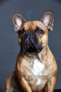 Close-up portrait of dog sitting against gray background