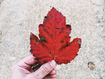 Close-up of cropped hand holding leaves