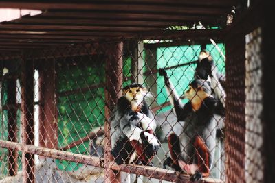 Monkey in cage at zoo