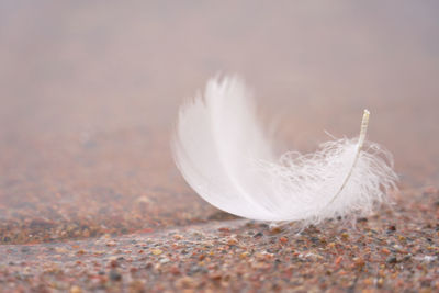 Close-up of feather on sand