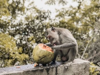 Monkey eating coconut while sitting on retaining wall