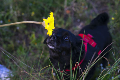 Black dog smelling a yellow flower in the forest.