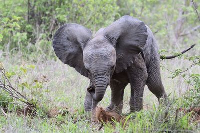 Elephant in a field