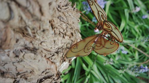 Close-up of butterfly on tree trunk