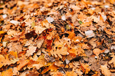 Full frame shot of autumn leaves