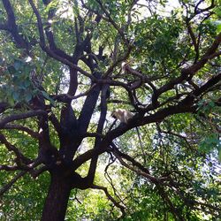 Low angle view of tree in forest