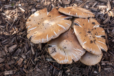 High angle view of mushroom growing on field