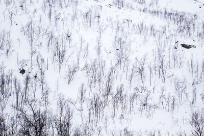 Close-up of birds flying during winter