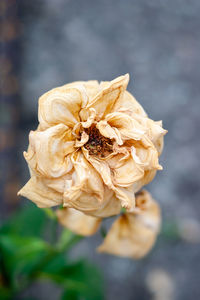 Close-up of wilted rose