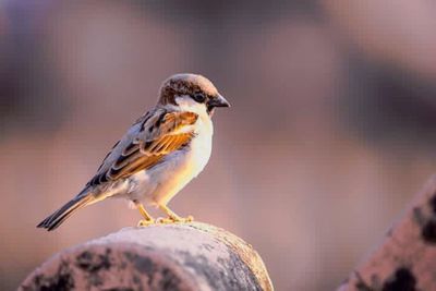 Close-up of bird perching on branch