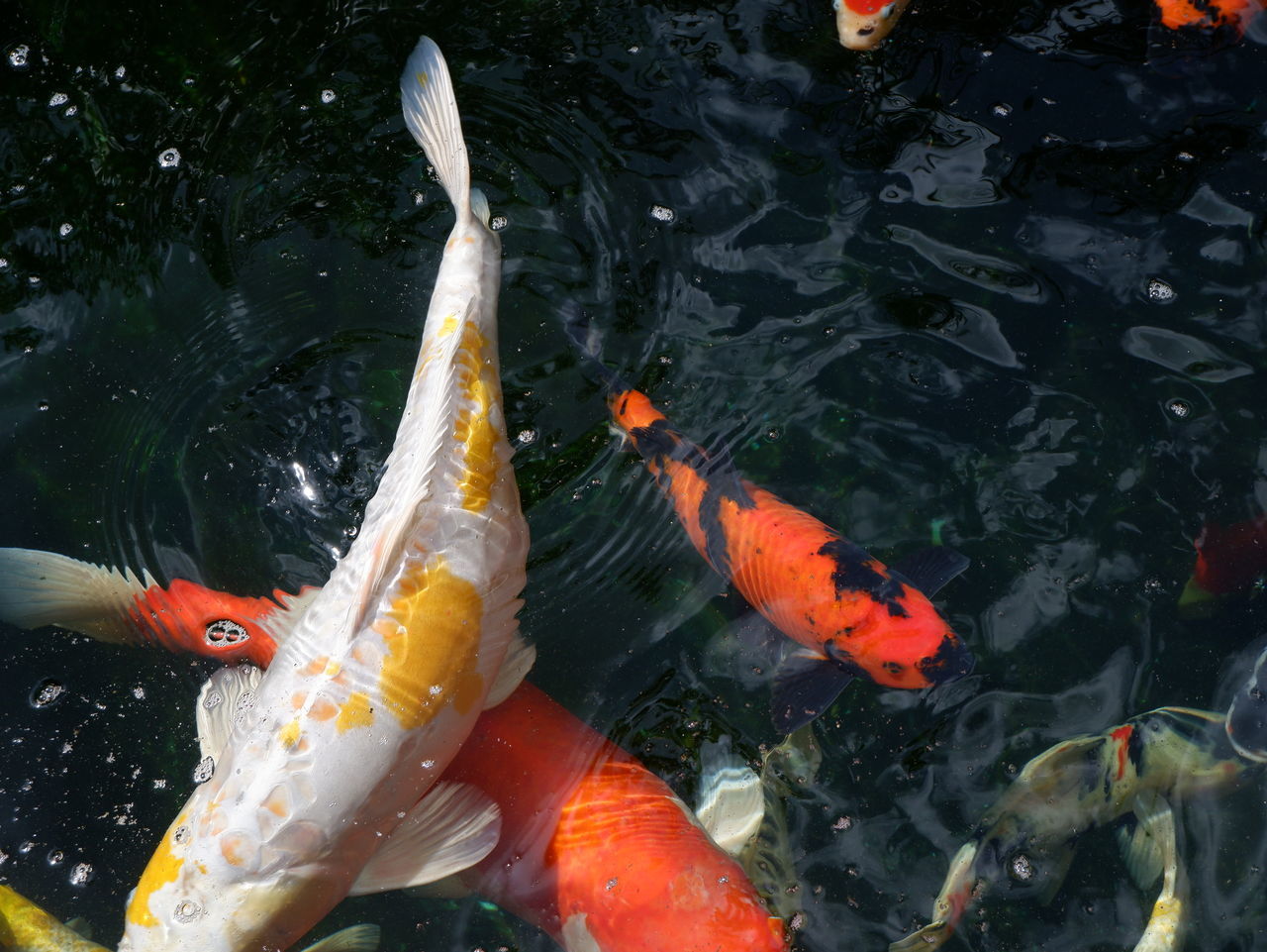 HIGH ANGLE VIEW OF FISH SWIMMING IN POND