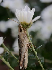 Close-up of butterfly pollinating on flower