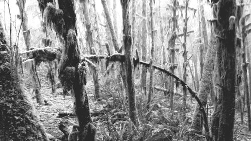 Close-up of tree in forest