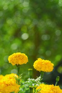 Close-up of yellow marigold flowers