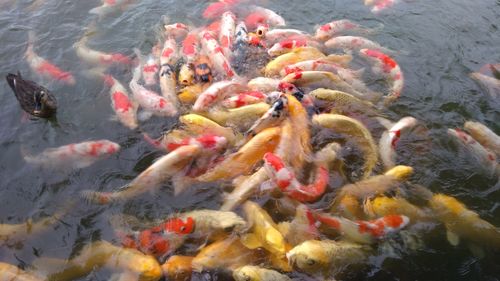 High angle view of koi carps swimming in lake