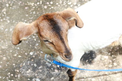 Close-up of a dog