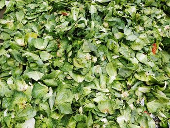 Full frame shot of fresh green leaves