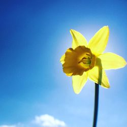 Close-up of yellow flower against clear blue sky