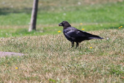 Bird perching on a field