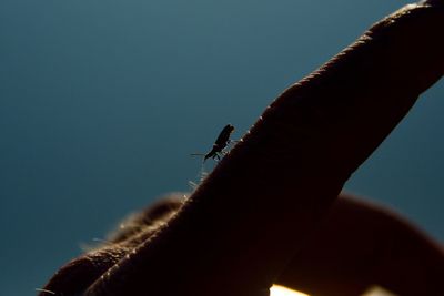Low angle view of insect on hand against sky