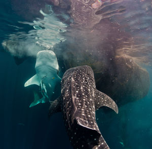 Whale shark in sea