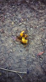 High angle view of bee on footpath