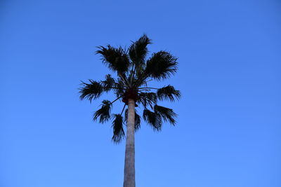 Low angle view of coconut palm tree against clear blue sky