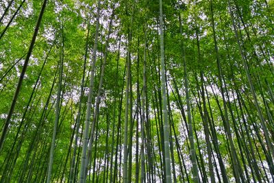 Low angle view of trees in forest