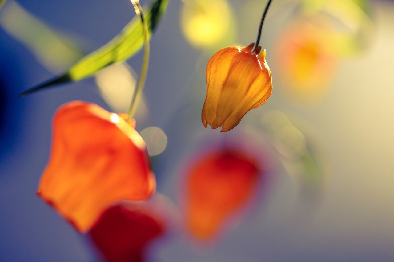 orange color, nature, close-up, no people, growth, fruit, beauty in nature, tree, outdoors, food, fragility, freshness, day