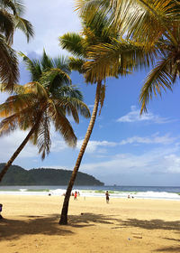 Palm trees on beach against sky