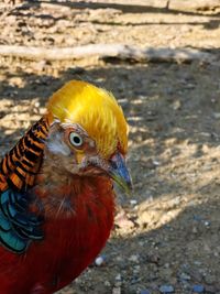 Close-up of a bird