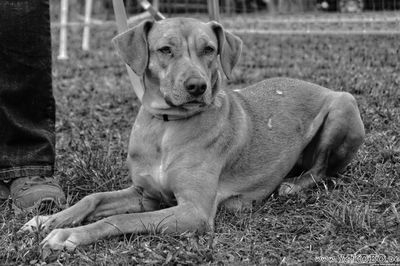 Portrait of dog sitting on grass