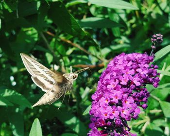 Close-up of butterfly pollinating on purple flower