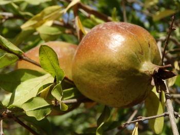 Close-up of fruits on tree