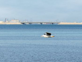 Seagull flying over sea