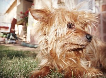Close-up of dog