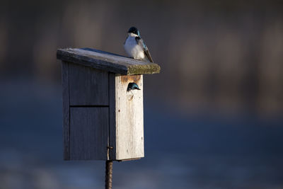 Cute female tree swallow peeking from bird house opening while male sits on top during sunny morning